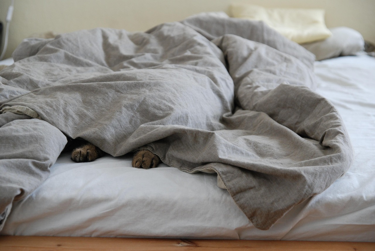 bed, comforter, cat's paw, nature, cat, duvet, hiding, comfortable, pet, animal, relaxed, sleep, lazing around, lazy